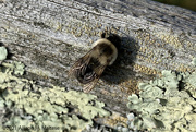 10th Oct 2021 - Sleepy Bumblebee