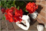 12th Oct 2021 - Red Geraniums