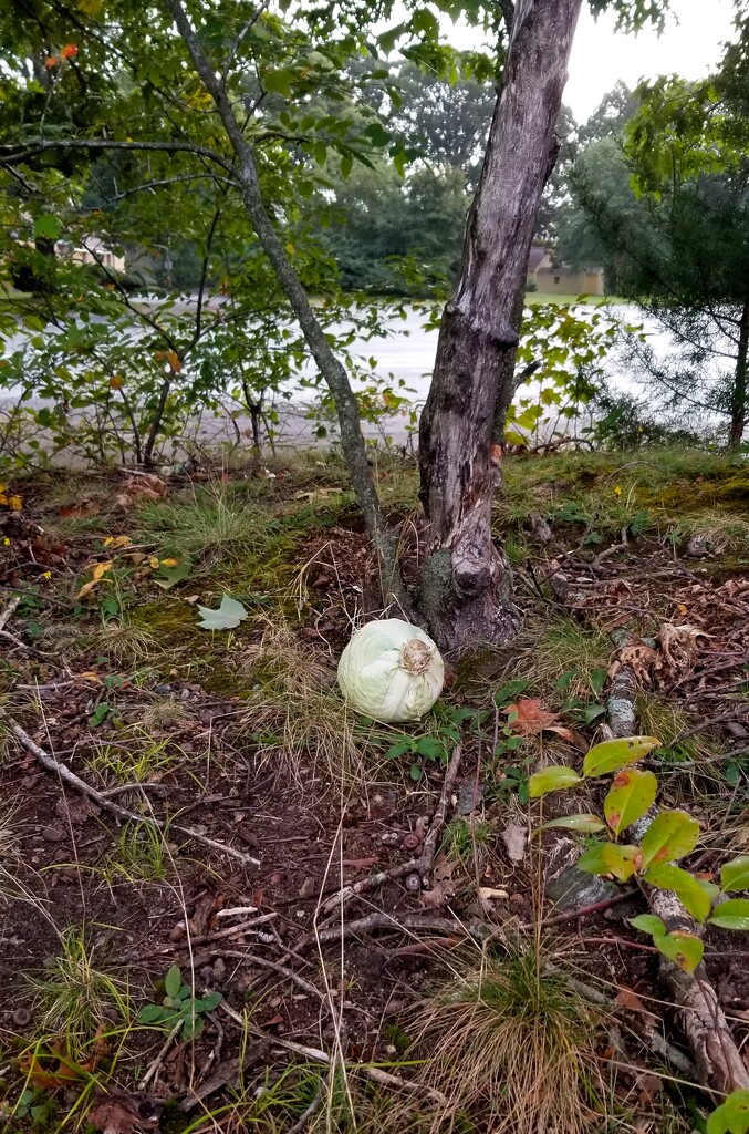 It's a giant Puffball. No. It's a ball ball. No... by meotzi