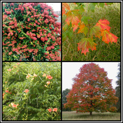 11th Oct 2021 - A Touch of Autumn 