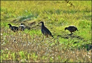 11th Oct 2021 - Red legged partridges