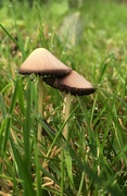 11th Oct 2021 - Mushrooms and dewdrops