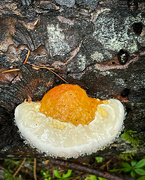 11th Oct 2021 - Sunny Side Up Fried Egg Fungus