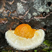 Sunny Side Up Fried Egg Fungus