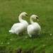  Swans at Berrington  by susiemc