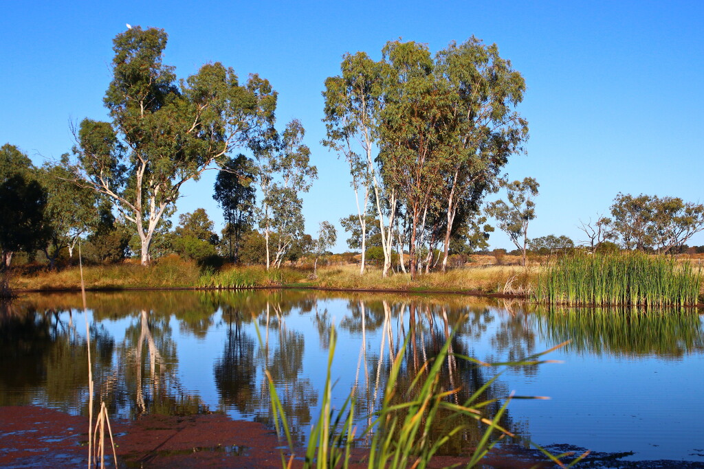 Early Morning at the Barcaldine Waterhole by terryliv