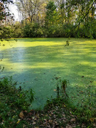 11th Oct 2021 - On emerald pond