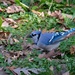 Blue Jay by tosee