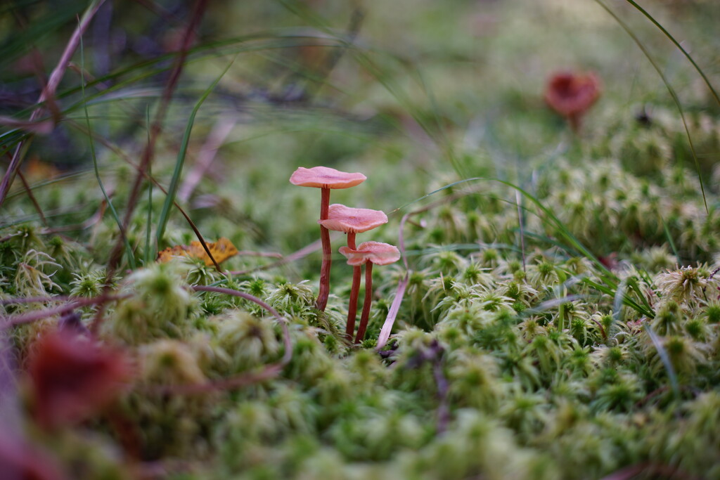 Tiny Mushrooms by tosee