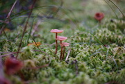11th Oct 2021 - Tiny Mushrooms