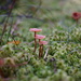 Tiny Mushrooms by tosee