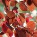 Cherry Plum in Autumn- Take Two by 365projectorgheatherb