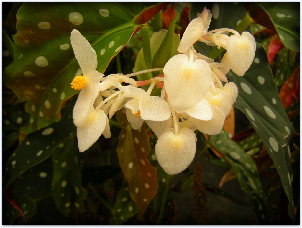 Begonia Maculata  by pyrrhula