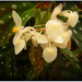 Begonia Maculata  by pyrrhula