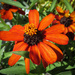 Orange flowers by mittens
