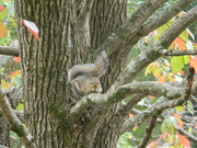 11th Oct 2021 - Squirrel in Blackgum Tree