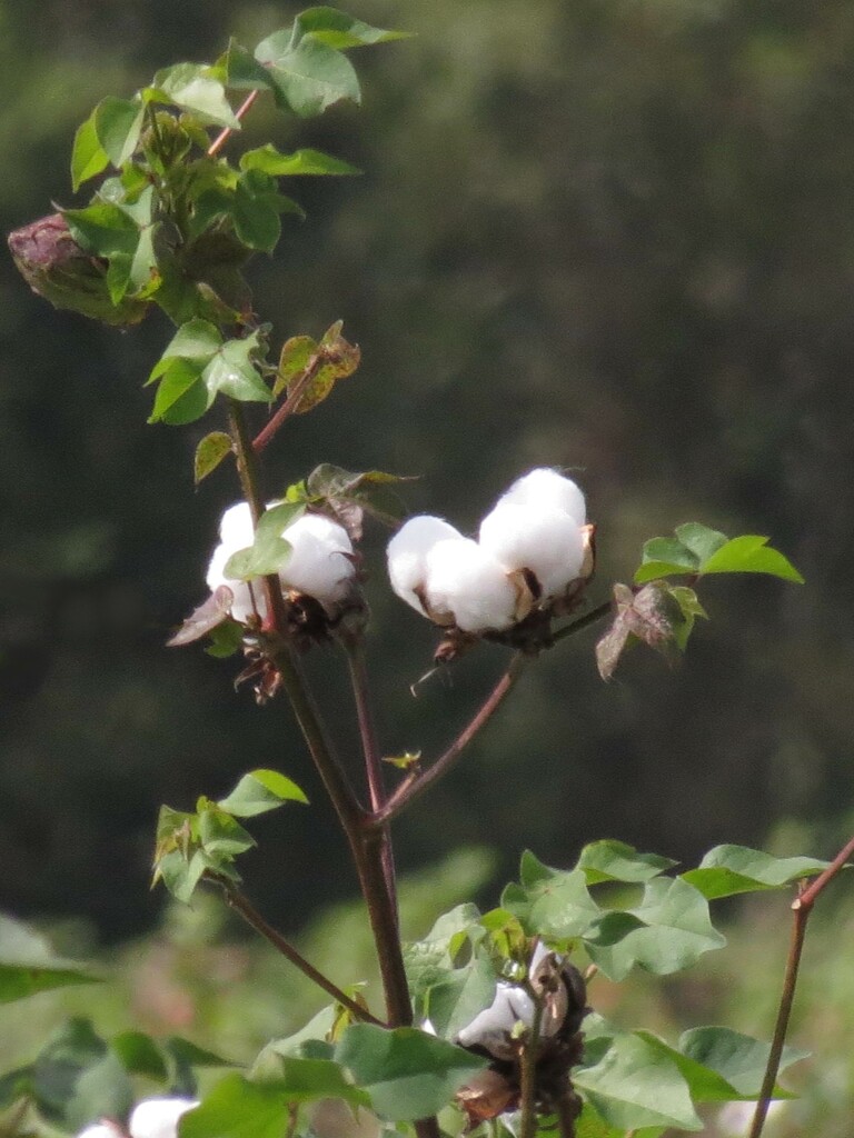 Tall Cotton by grammyn