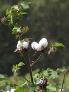 11th Oct 2021 - Tall Cotton