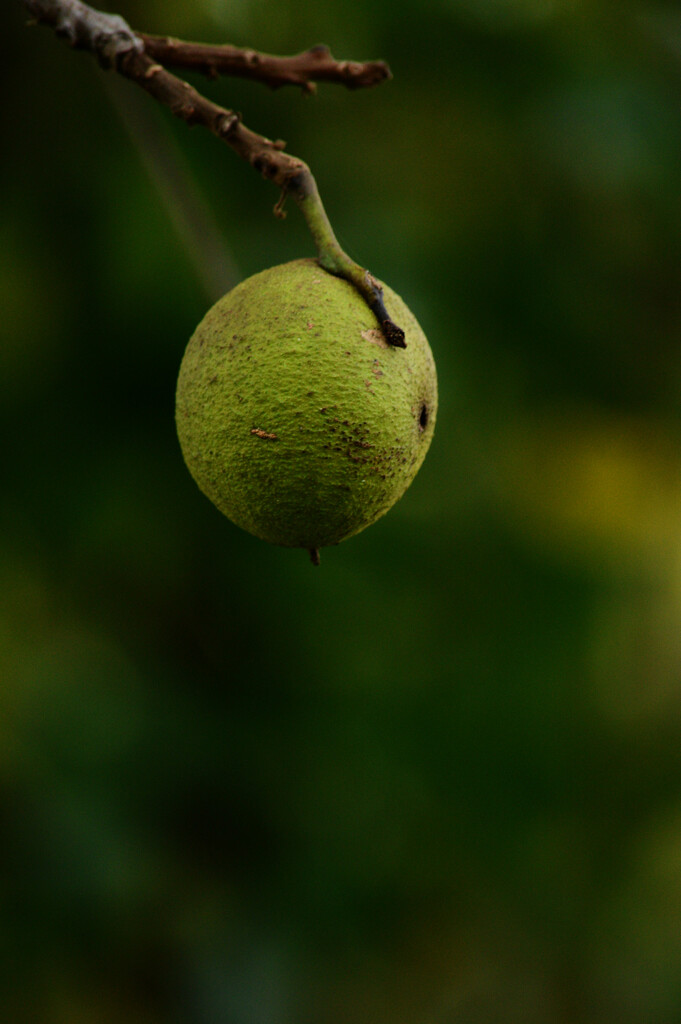 walnut by francoise