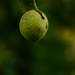 walnut by francoise