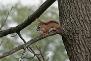 11th Oct 2021 - Red Squirrel