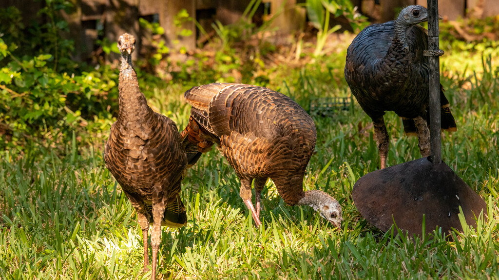 Turkeys in the Backyard! by rickster549