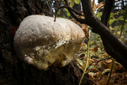 11th Oct 2021 - Forest Fungi