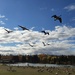 The Geese Are Still Here by bkbinthecity