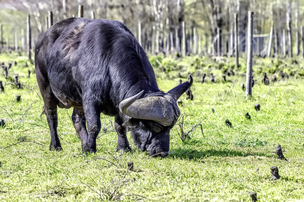 Grazing in a dead vineyard by ludwigsdiana