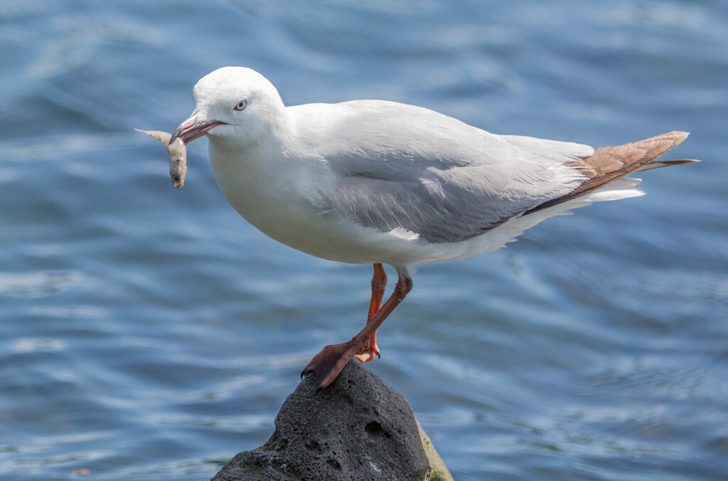 Supper time for this seagull by creative_shots