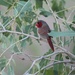 Red Crimson Finch by leestevo