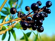 9th Oct 2021 - Autumn berries 9: Wild Privet