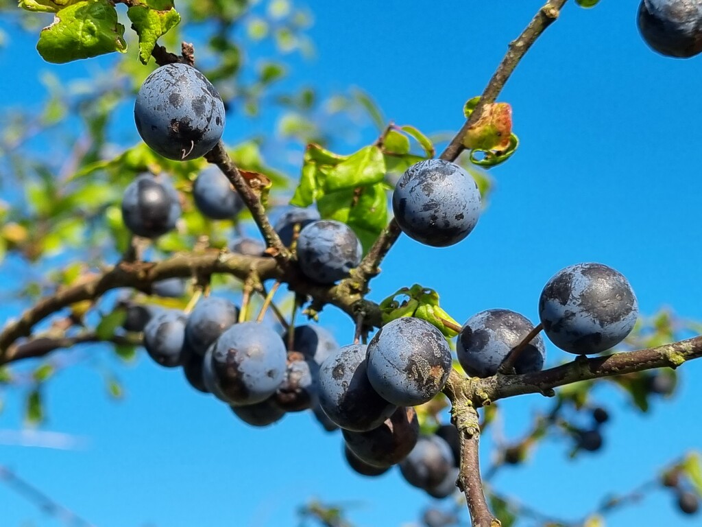 Autumn berries 11:  Sloes by julienne1