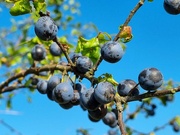11th Oct 2021 - Autumn berries 11:  Sloes