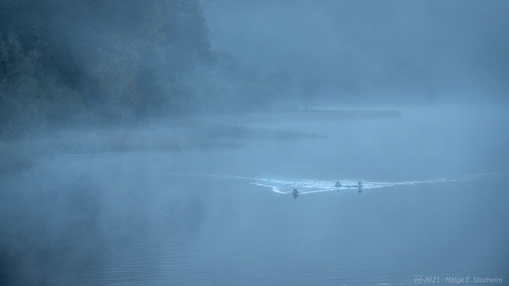 Ducks in the mist! by helstor365
