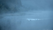 12th Oct 2021 - Ducks in the mist!