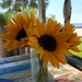 Sunflowers by jb030958