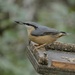 Friendly nuthatch by orchid99