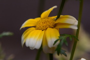 12th Oct 2021 - Yellow and white petals.........