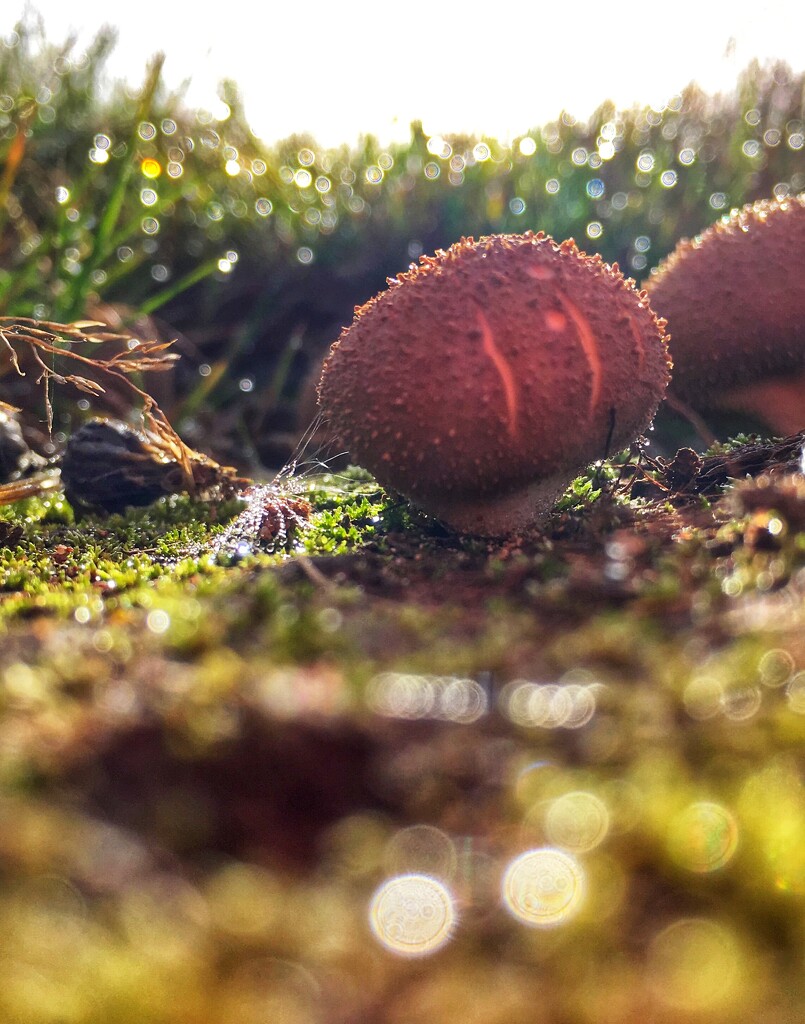 Magic mushrooms by pattyblue