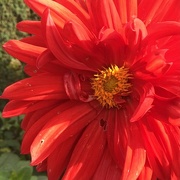 12th Oct 2021 - Another Dahlia