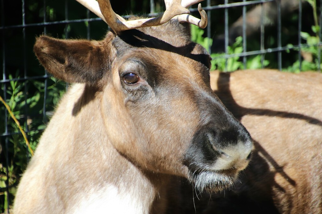 Reindeer Up Close by randy23
