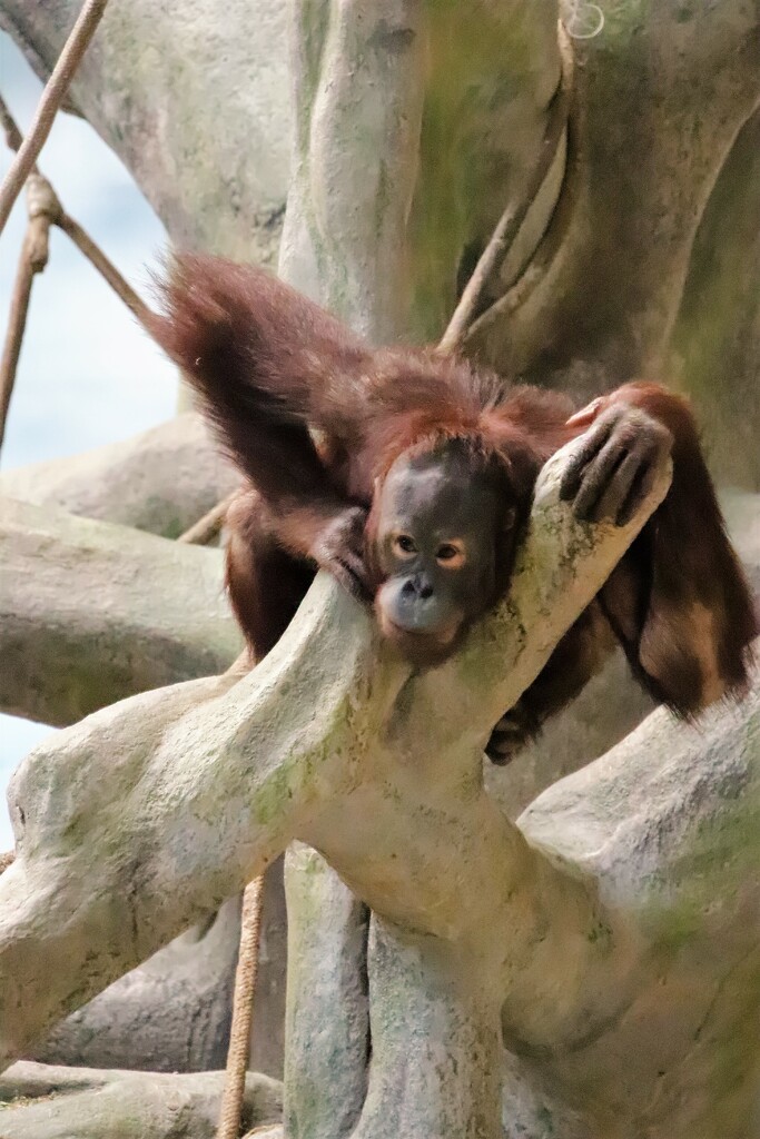 Orangutan  by randy23