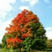 Fall Colors Begin by randy23