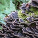 Beautiful pattern of fungi on an old log by yorkshirelady