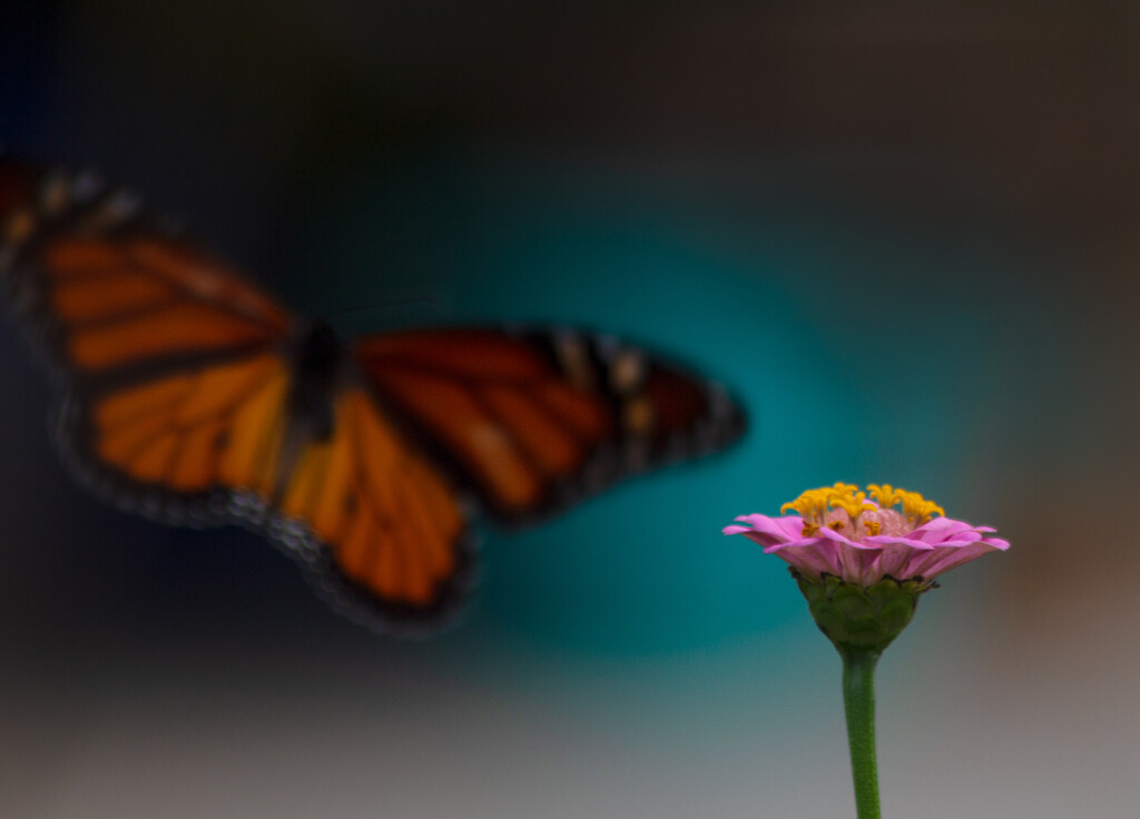 The Monarch and the zinnia by randystreat