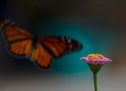 12th Oct 2021 - The Monarch and the zinnia