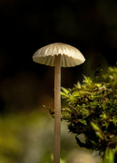 12th Oct 2021 - Toadstool 