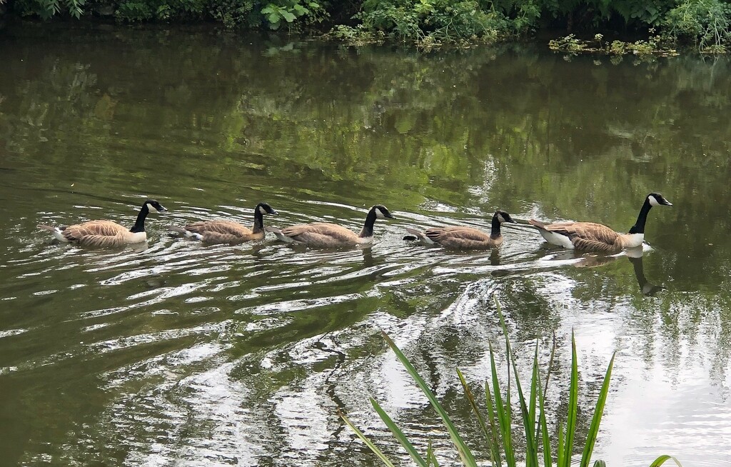 Canada Goose Family ........ by susiemc