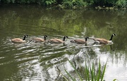 13th Jul 2021 - Canada Goose Family ........